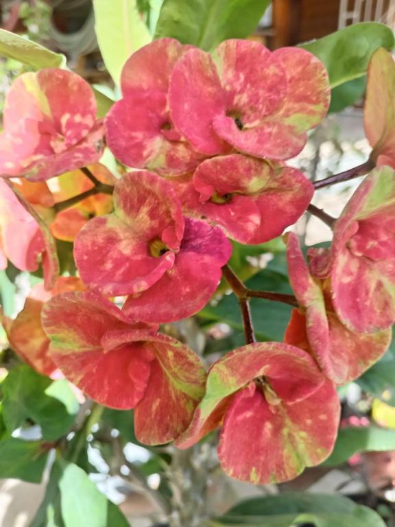 a group of pink flowers on a plant at Hostal Vista Boquete in Bajo Boquete
