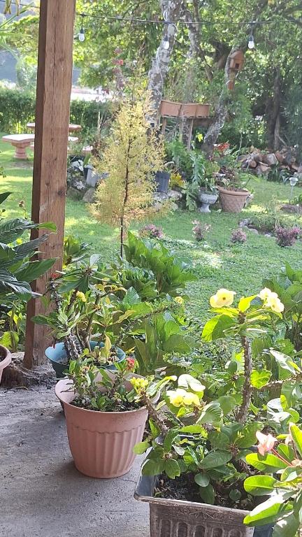 a garden with several potted plants in a yard at Hostal Vista Boquete in Bajo Boquete