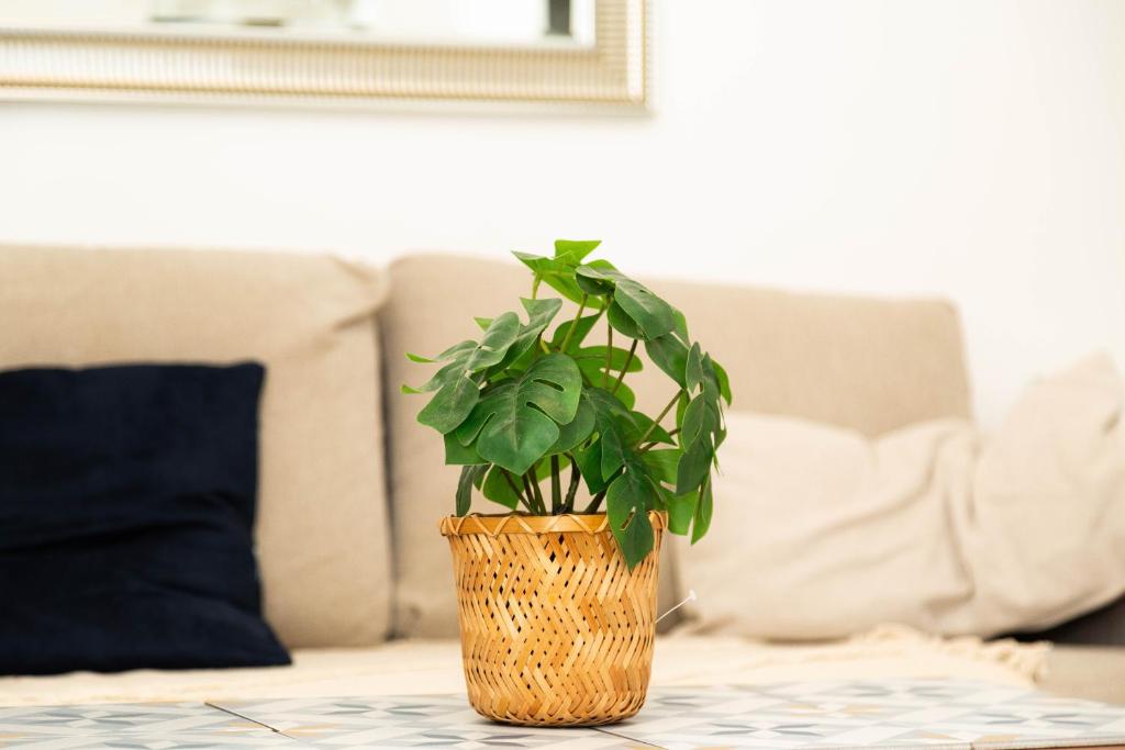 une plante en pot assise sur une table dans l'établissement Elégant studio stade de France 12 pour 4 personnes, à Saint-Denis