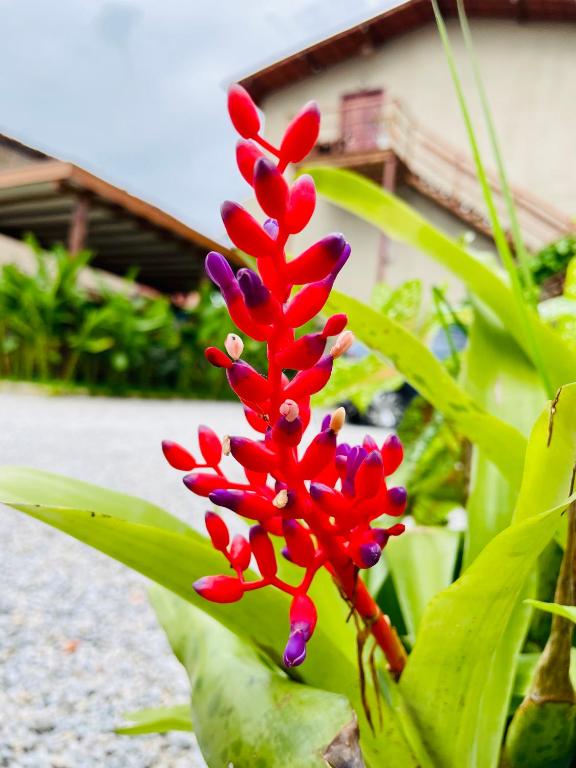 Zahrada ubytování Ubud Apartments Praia do Frances