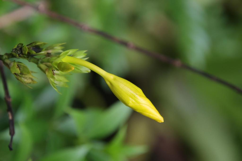 Aloe Vera Guest House - 15