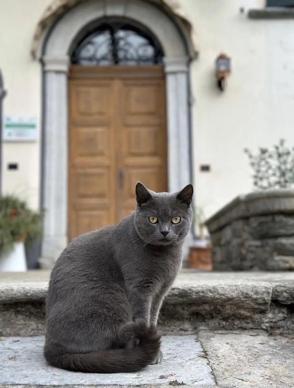 Domácí mazlíčci ubytovaní s hosty v ubytování B&B La Dolce Casa Lago di Como
