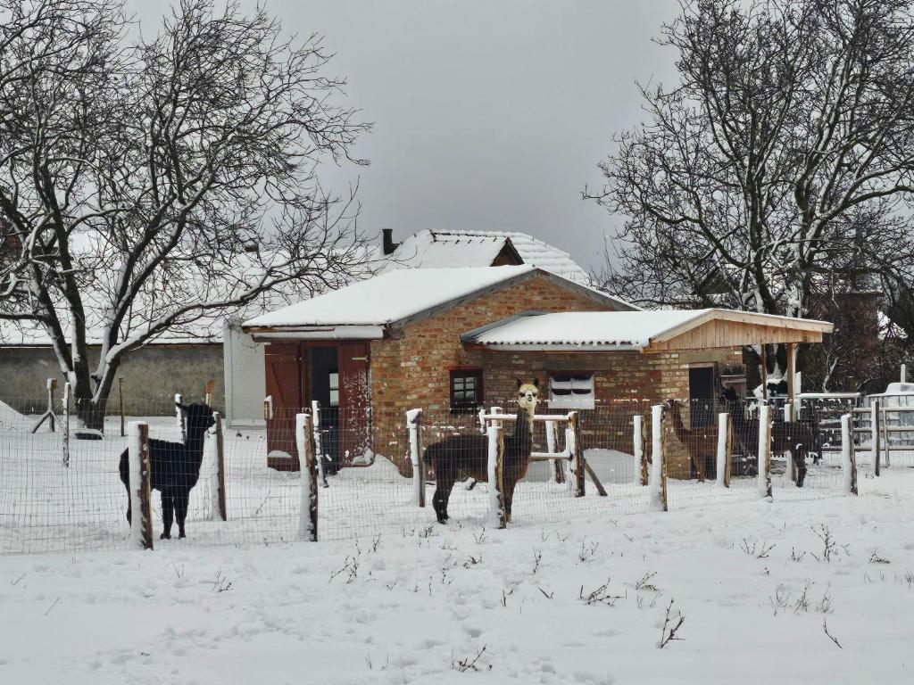 Alpaka Bakonya Faház v zimě