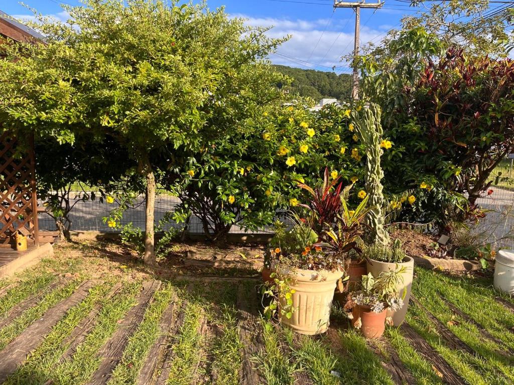 a group of plants in pots in a garden at Casa aconchegante em Garopaba in Garopaba