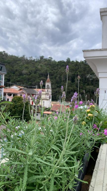 a garden with purple flowers on a balcony at Hotel Pierazzo in Santa Teresa