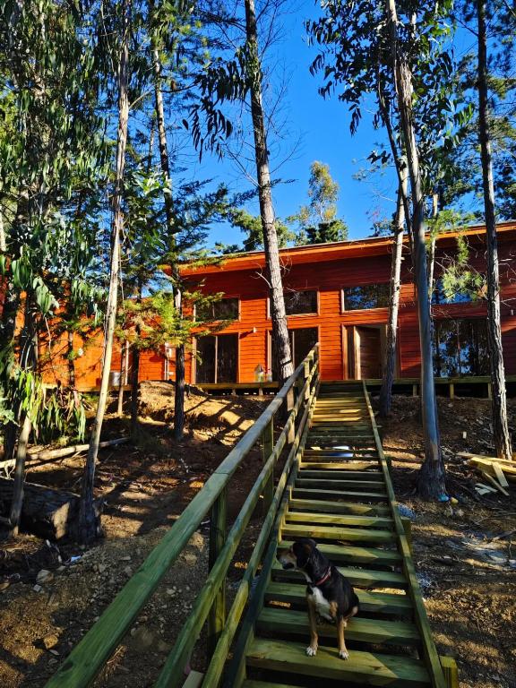 a dog standing on stairs in front of a house at Cabañas Bosque marino in Pichilemu
