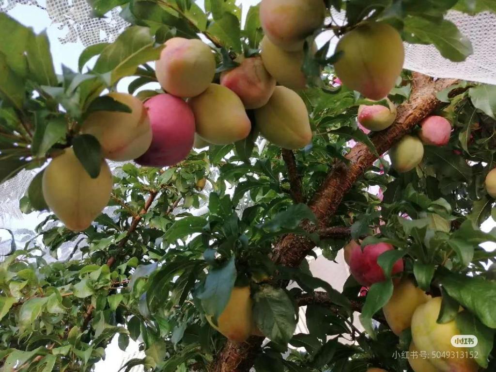 Takapuna Centre 3B plus Netflix - Resim 41