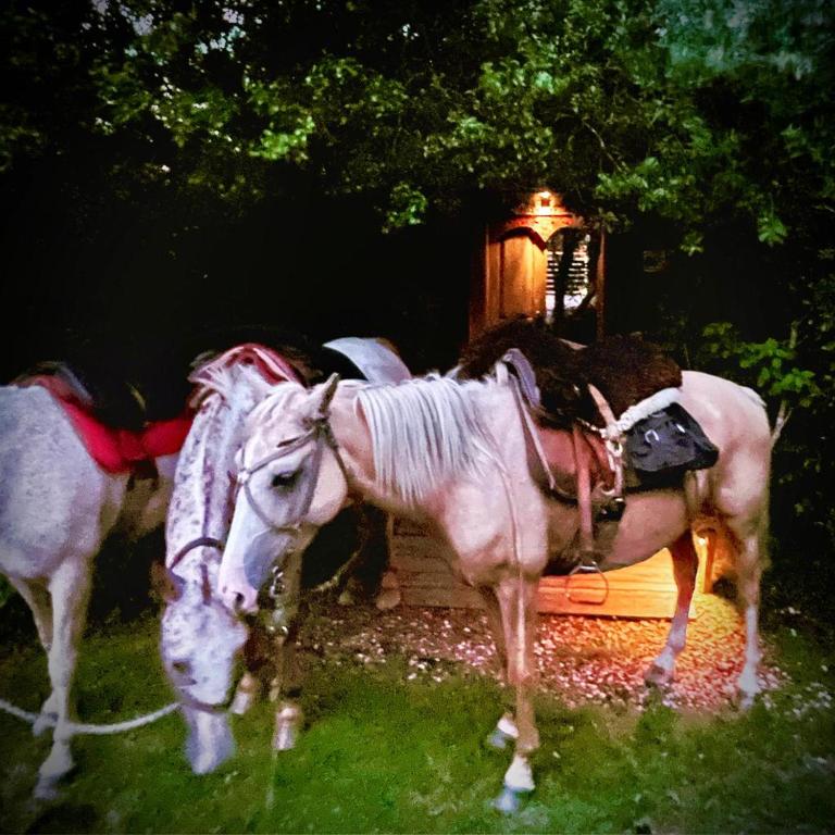 EcoGarzon Naturaleza Plena