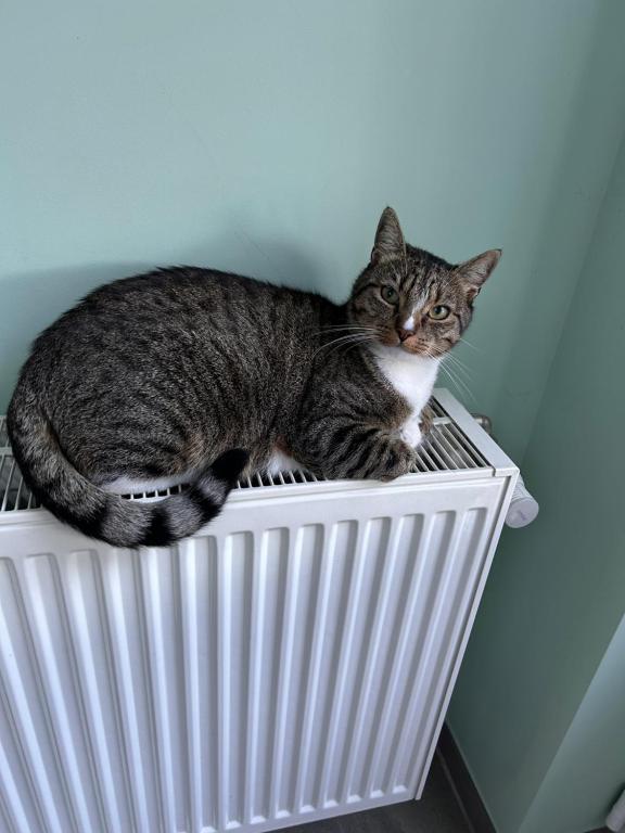 Ospiti di Chambre dans habitat partagé chez Séverine con animali domestici
