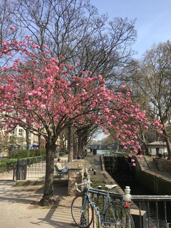 un vélo garé à côté d'un arbre avec des fleurs roses dans l'établissement Paris, au bord du Canal Saint Martin, à Paris