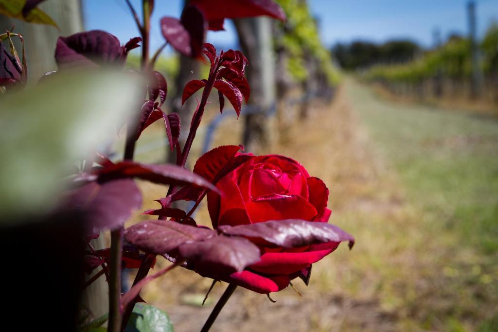 Margrain Vineyard Villas - Resim 28