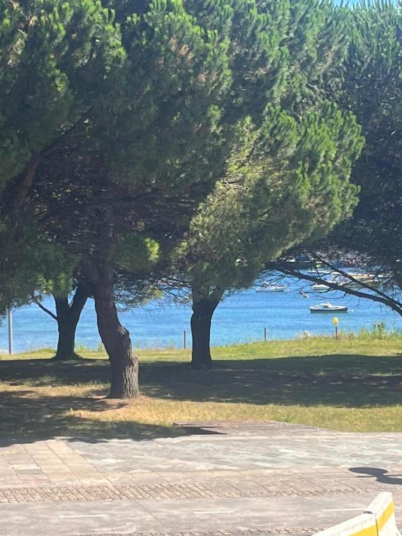 two trees in a park next to the water at Baltar in Sanxenxo