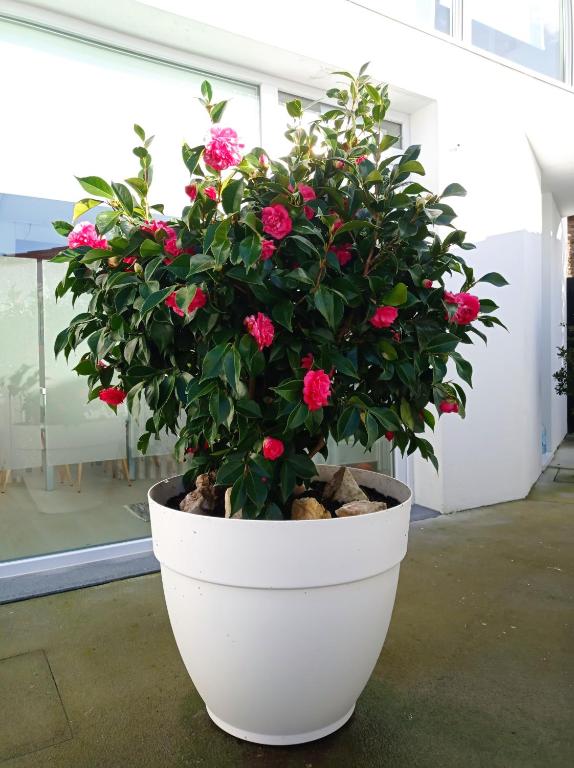 LAR JARDÍN - Casas con parking privado - 17