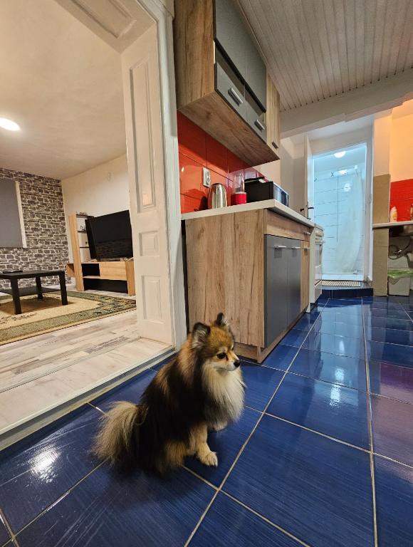Kućni ljubimac ili ljubimci koji borave u objektu Apartman Kućica - Netflix, besplatan parking Smederevo