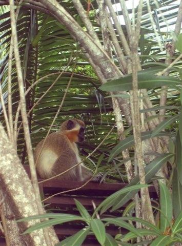 a monkey sitting in the middle of some trees at The Legend Garden Condos in Saint Peter