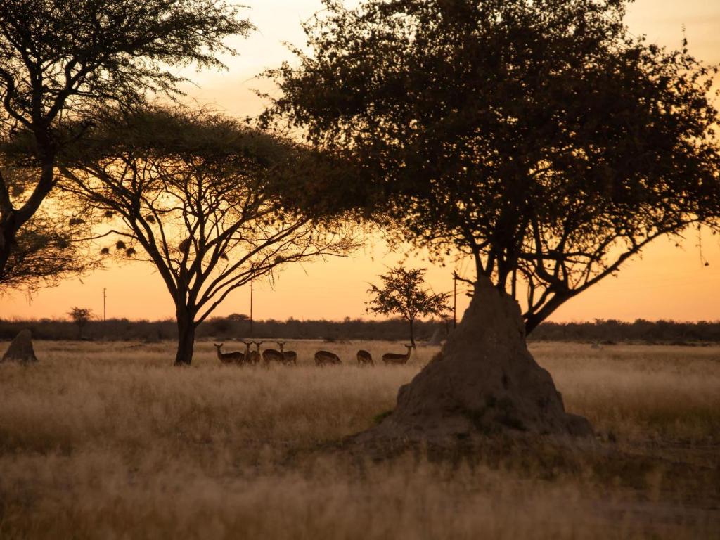 a group of animals grazing in a field with trees at Fiume Lodge CC in Groutfontein