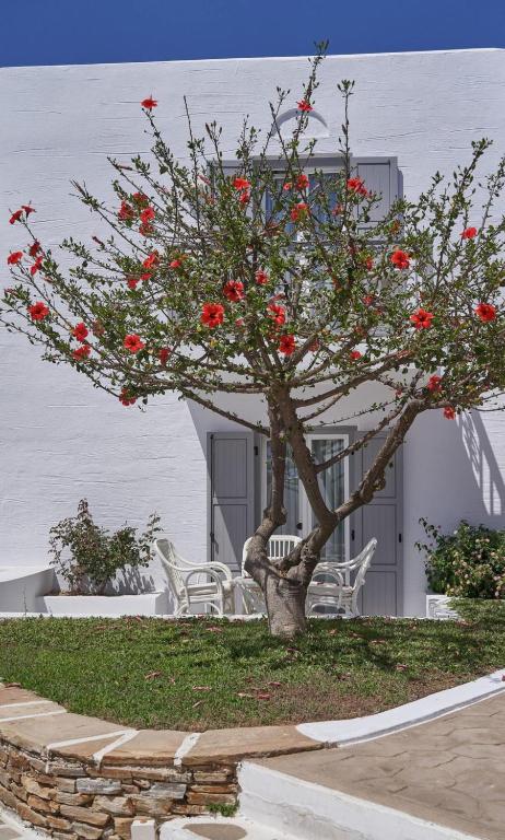 Zahrada ubytování Galaxy Hotel Naxos