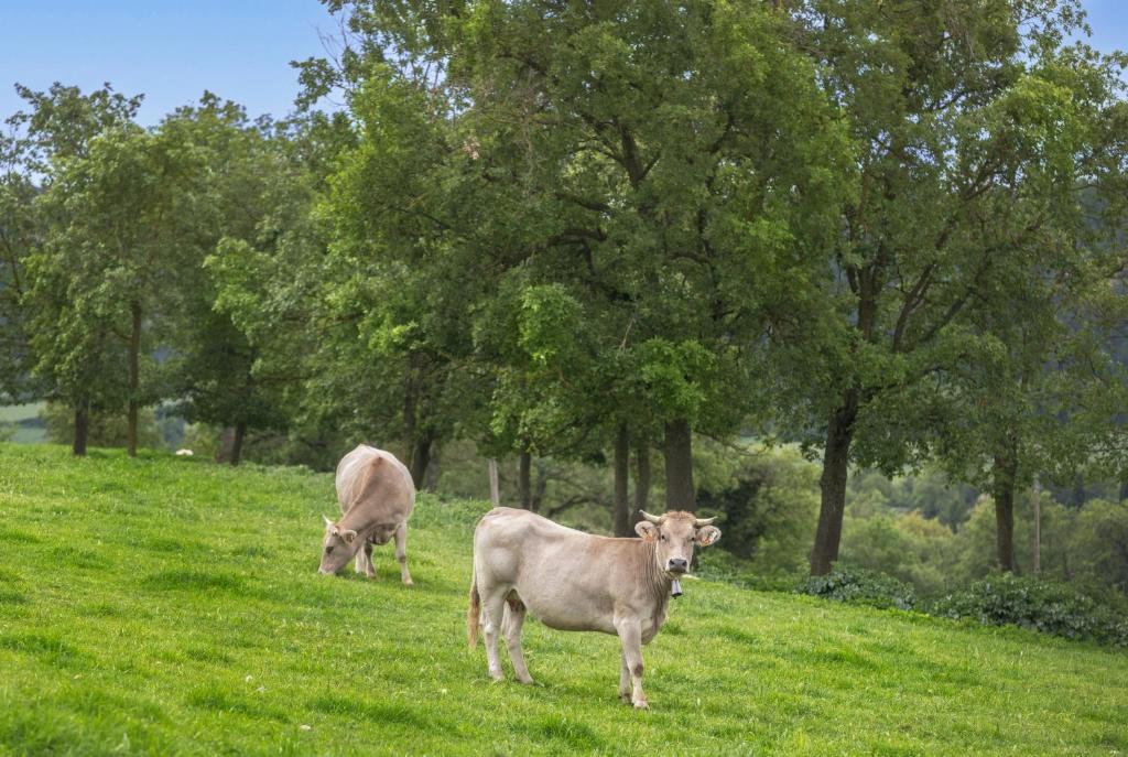 Zvieratá v kempingu alebo blízkom okolí