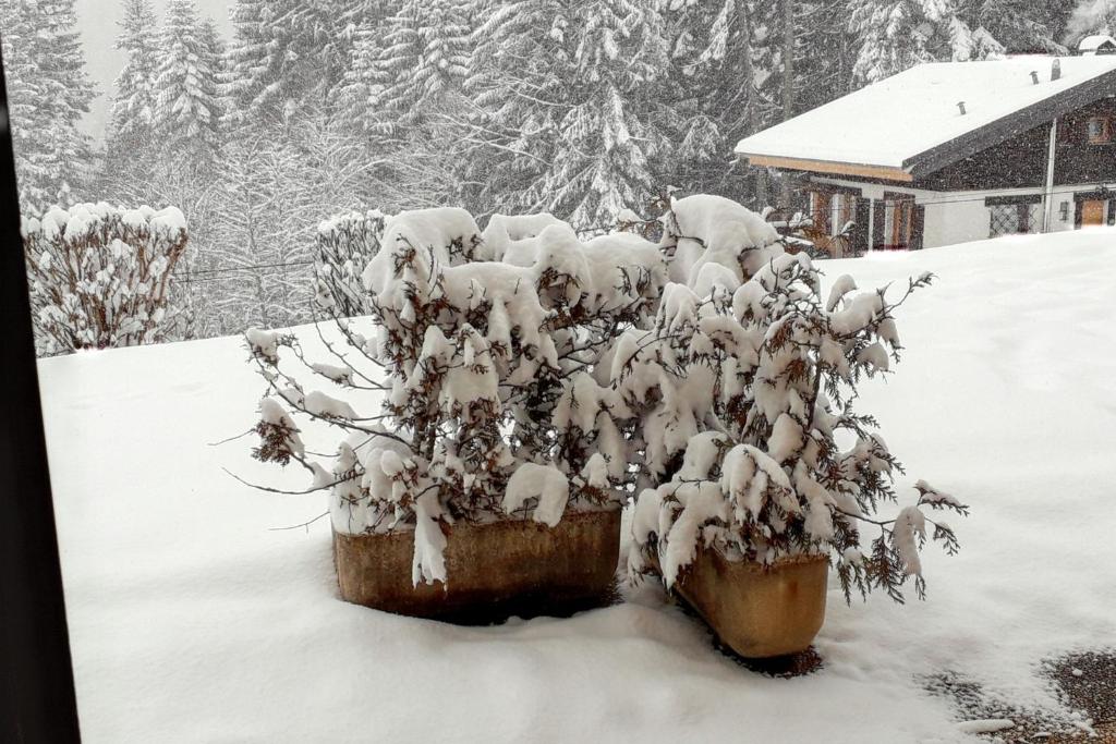 Charmant studio avec vue sur le Mont Blanc - 22 m² - Cordon v zimě