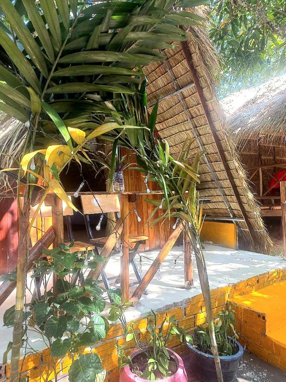 Zahrada ubytování Jungle House Kep
