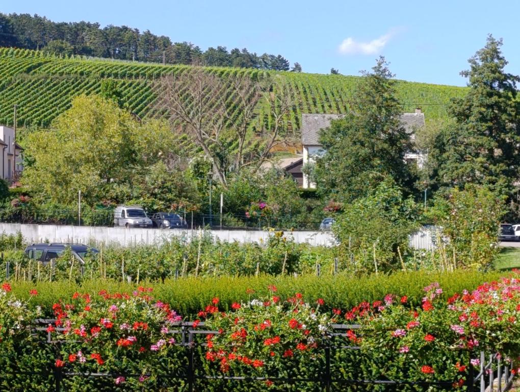 L'Arbre Rose - Parking, Borne VE et Fibre – photo 24