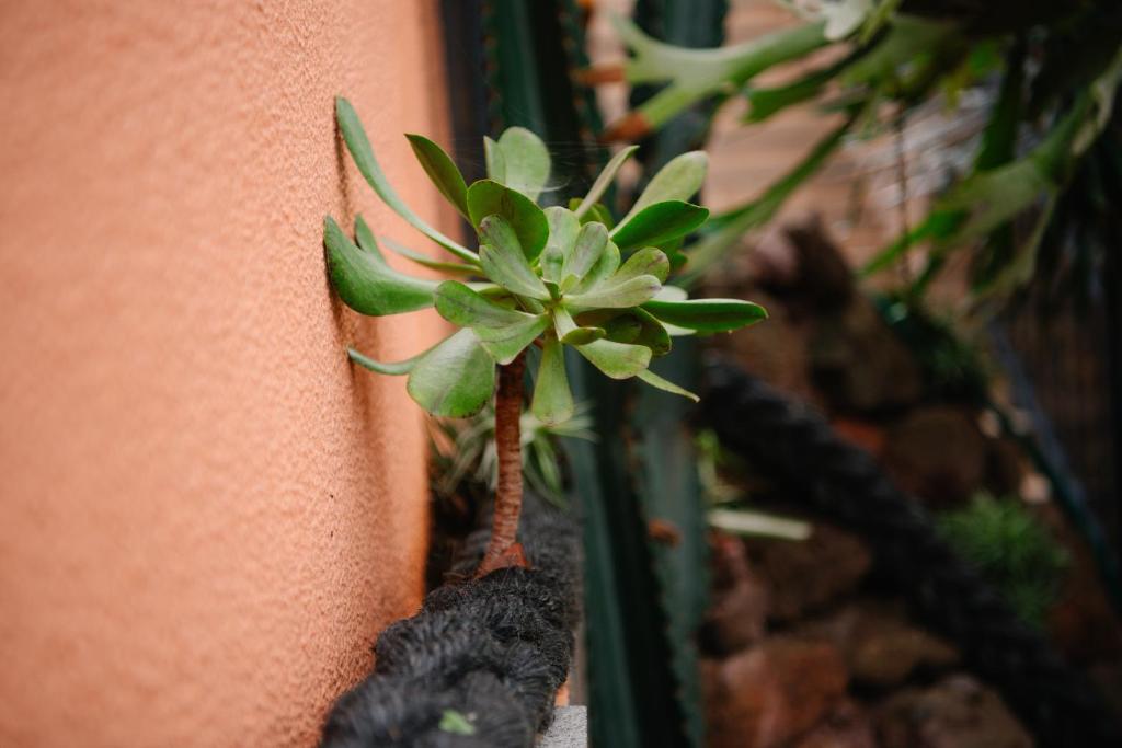 Fotografie z fotogalerie ubytování Casa do Remo v destinaci Caniçal