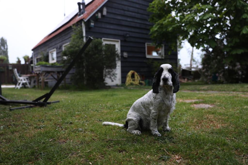 Domácí mazlíčci ubytovaní s hosty v ubytování Bed & Kip De plek voor mens en hond