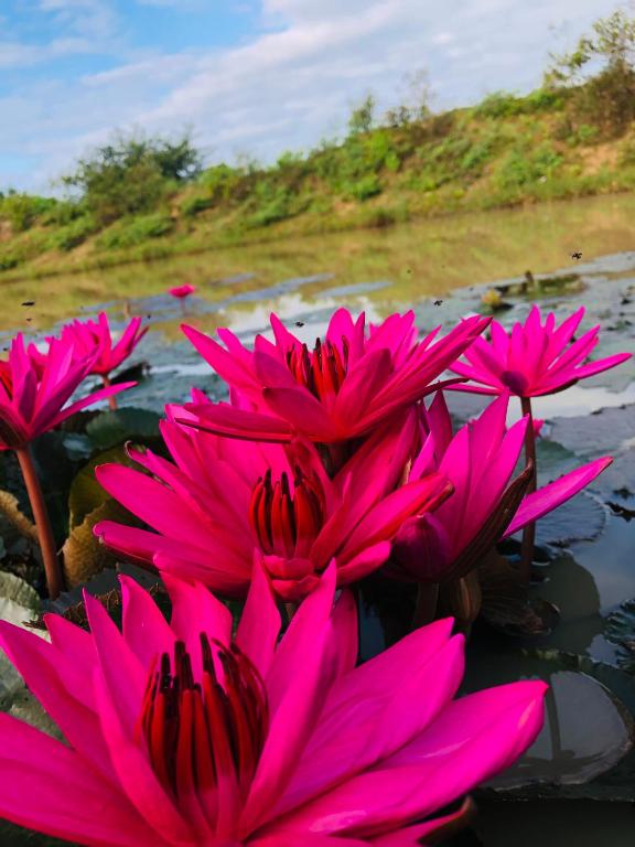 Zahrada ubytování Safari village yala