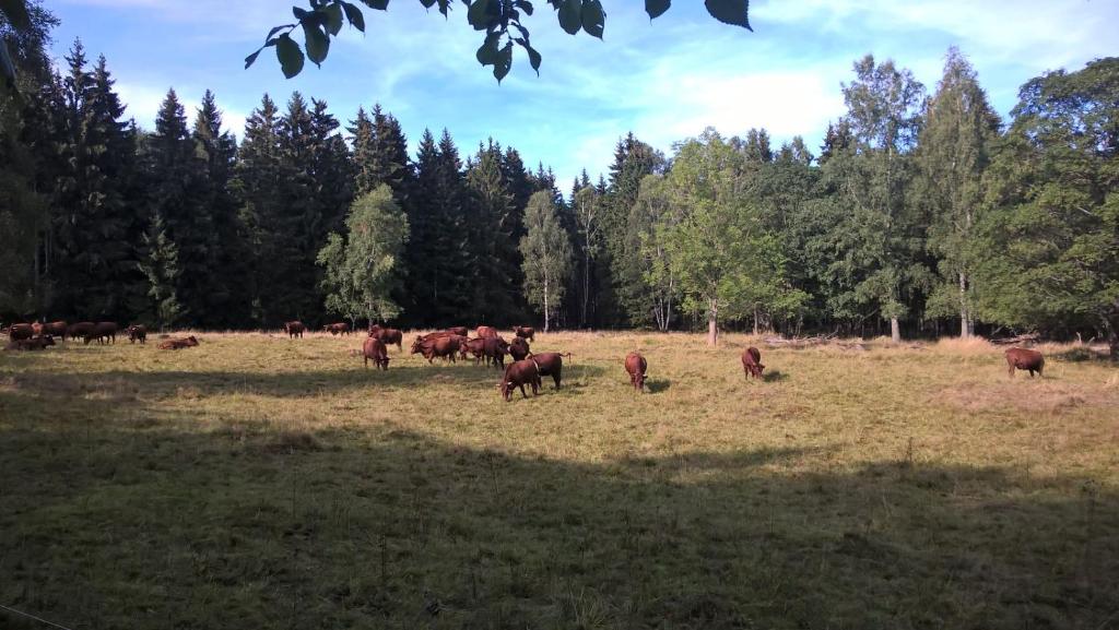 Zvířata v prázdninového domu nebo okolí