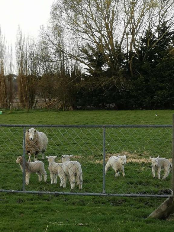 Cozy 2 ?????? - Resim 23