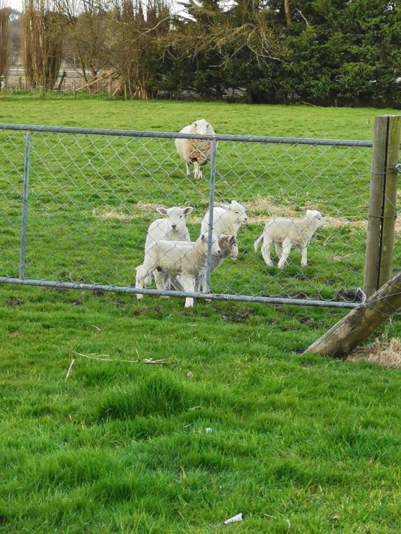 Cozy 2 ?????? - Resim 20