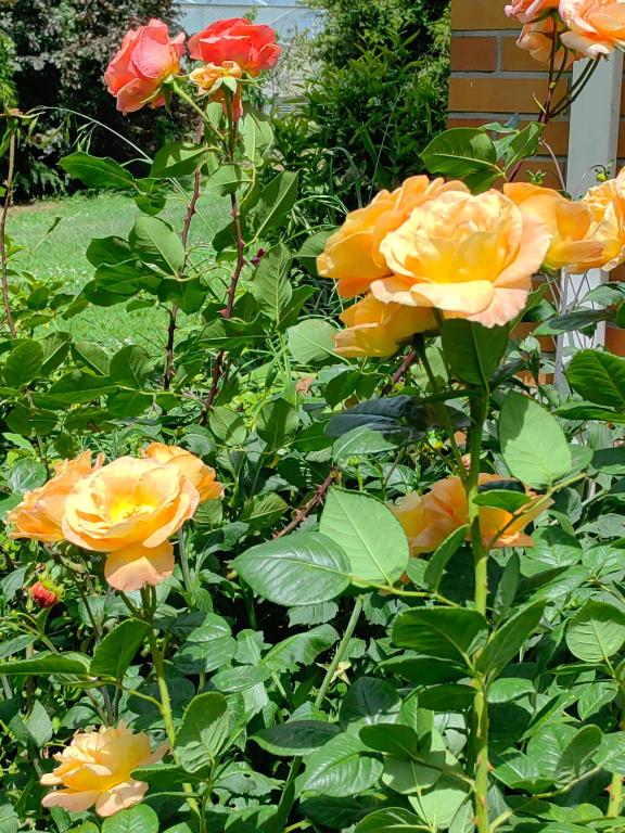 Cozy 2 ?????? - Resim 25