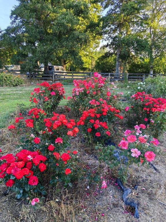 Cozy 2 ?????? - Resim 13