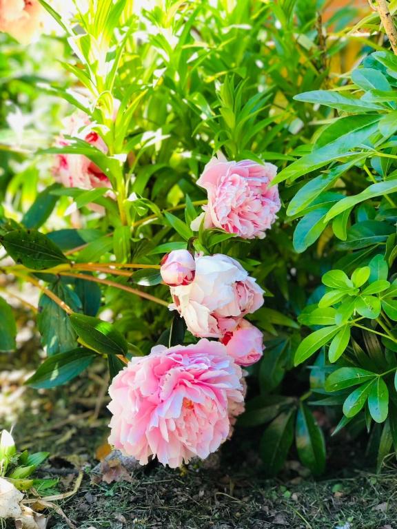 Cozy 2 ?????? - Resim 15