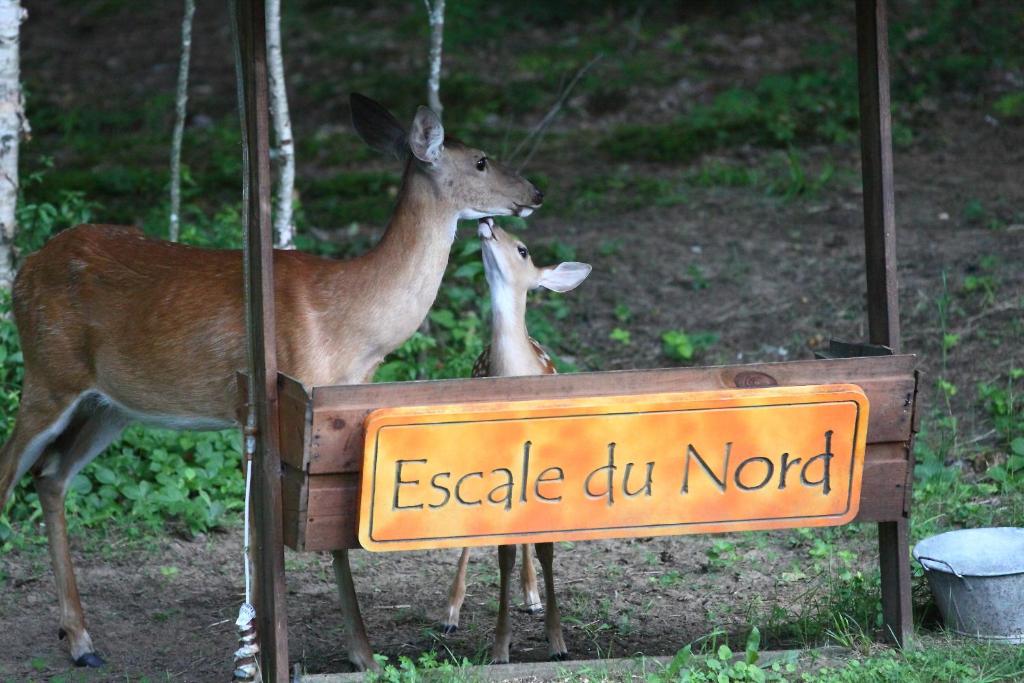 Tiere im Bed & Breakfast oder in der Nähe