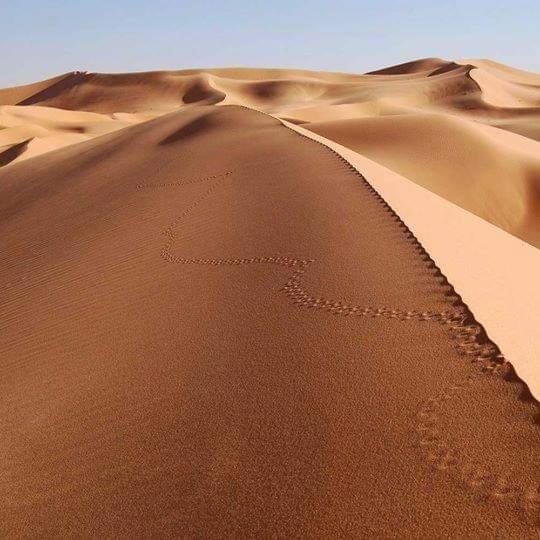 Fotografie z fotogalerie ubytování Bivouac Camel Trips v destinaci Merzouga