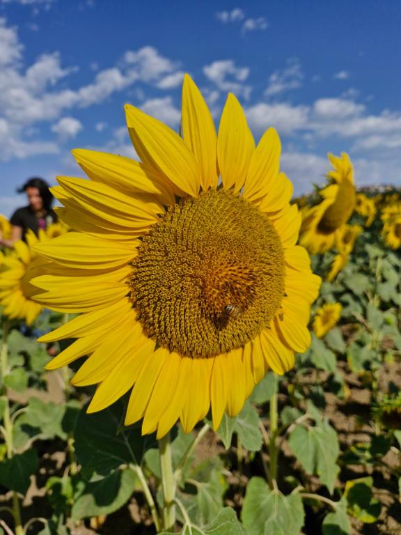 Fotografie z fotogalerie ubytování La Dolce Vita v destinaci Castelfidardo