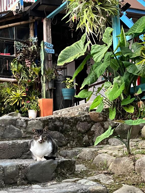 a cat sitting on some steps in front of a building at Atardecer De Salento in Salento