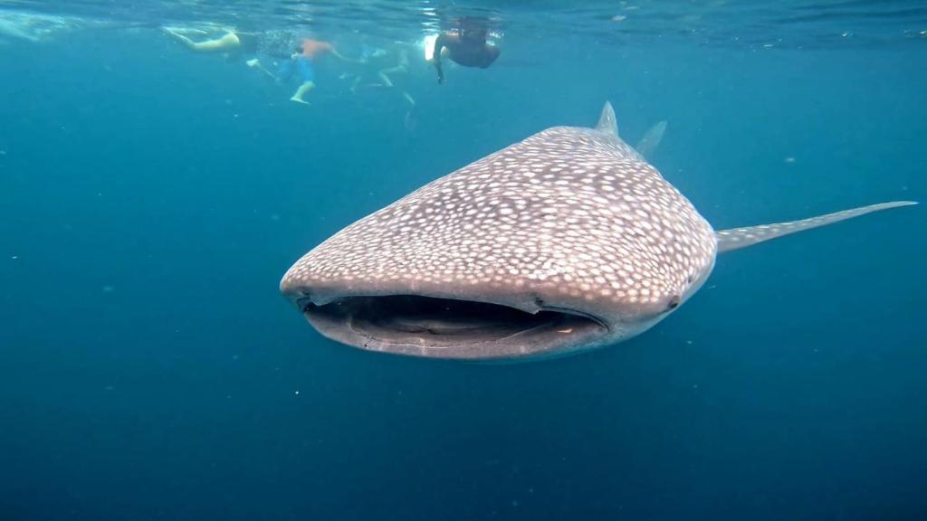 Fotografie z fotogalerie ubytování PRIMITIVO LODGE & dive center v destinaci Bahía Solano