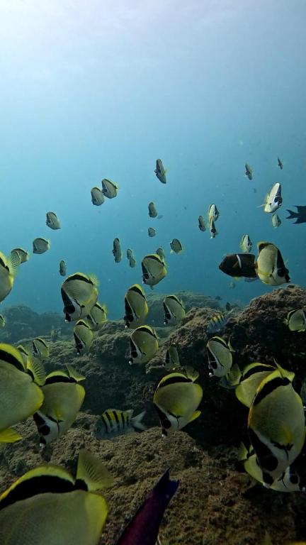 Fotografie z fotogalerie ubytování PRIMITIVO LODGE & dive center v destinaci Bahía Solano