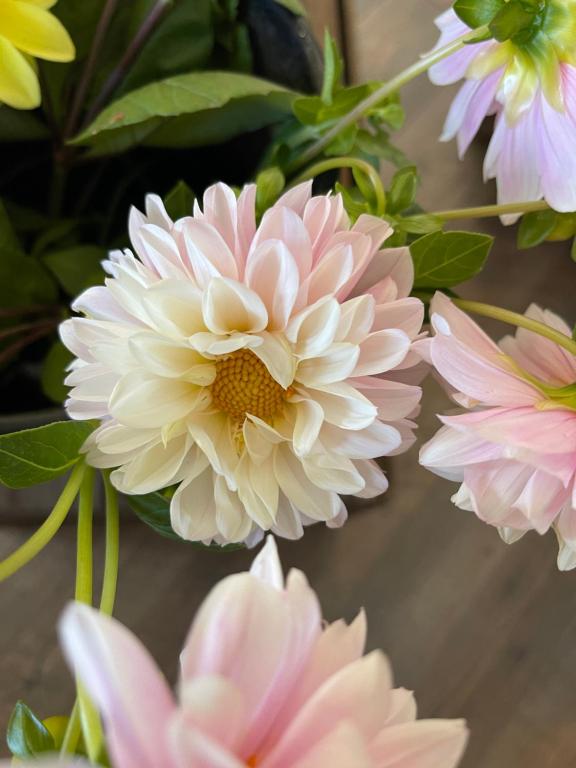 Une bande de fleurs roses et blanches dans un vase dans l'établissement Serendipity Cottage Farm Stay, à Jeremadra