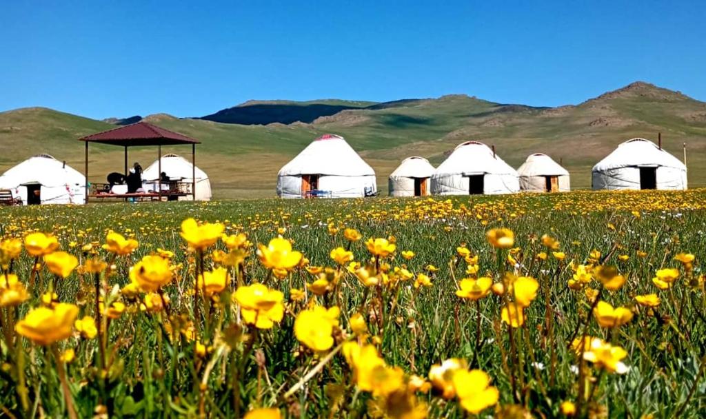 KyzylemgekYurtcamp Rahat的一组帐篷前的花田