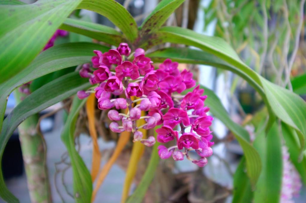 Sparrow's Song Homestay - 7