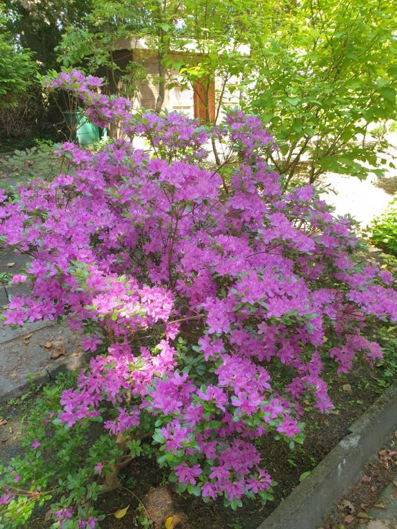 Zahrada ubytování Ferienwohnung Gartenblick