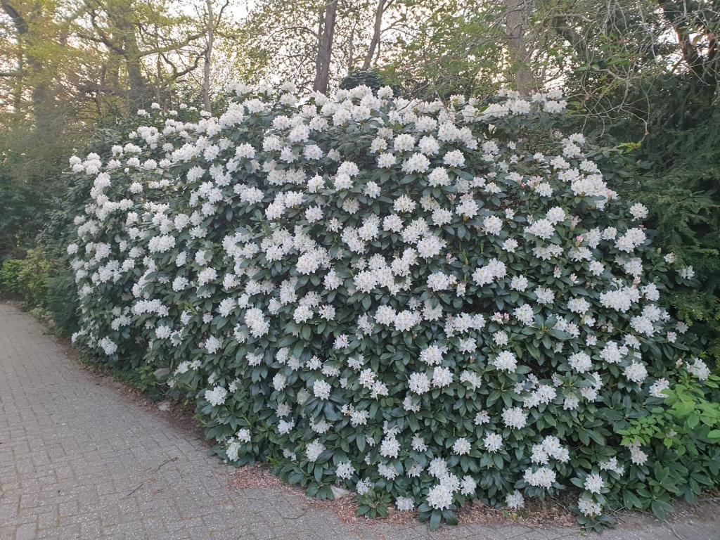 Zahrada ubytování Ferienwohnung Morgensonne