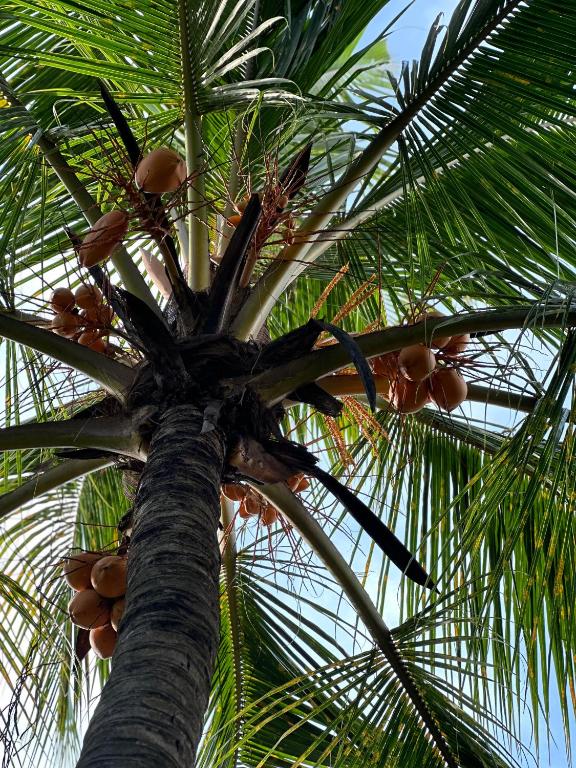 Fotografie z fotogalerie ubytování Mango Tree Villa v destinaci Unawatuna