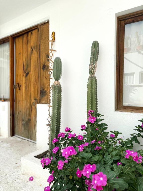 Zahrada ubytování Casa Leone La Punta