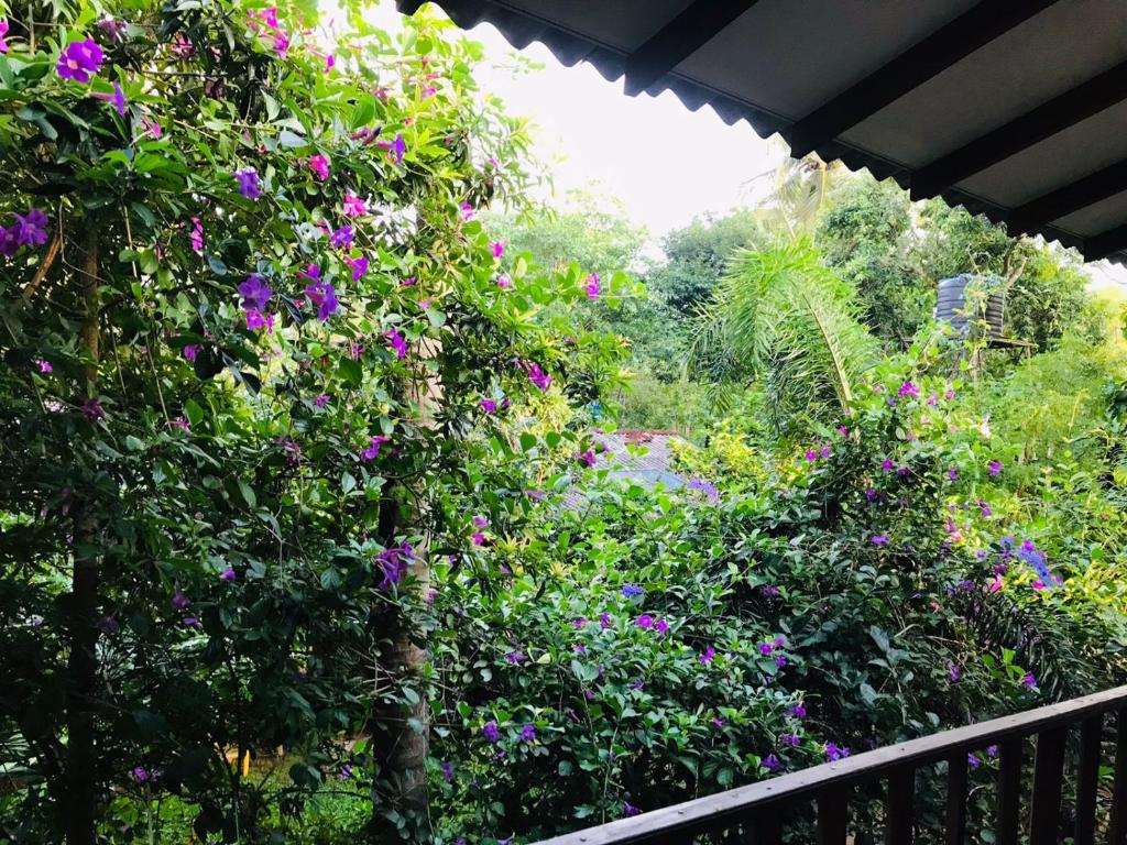 un jardín con flores púrpuras en una valla en Sh li, en Sigiriya