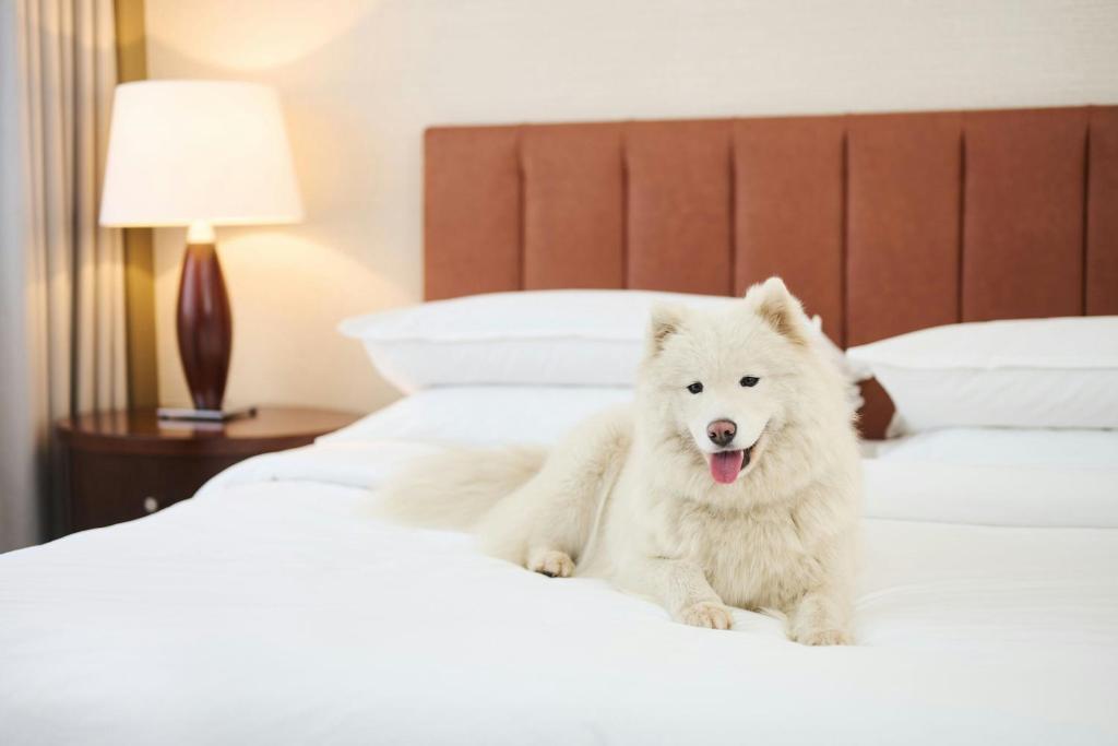 Sheraton Poznan Hotel - Resim 20