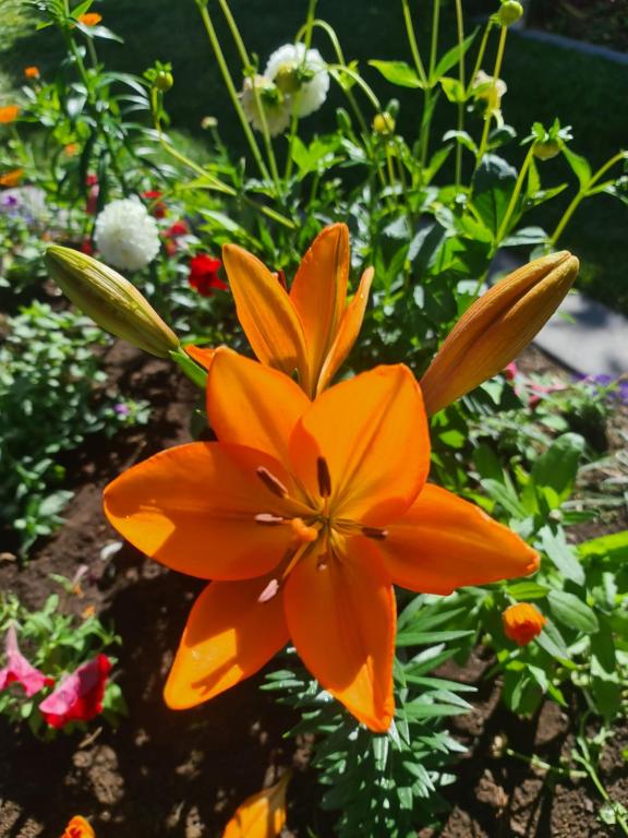 The Lily Inn - Resim 22